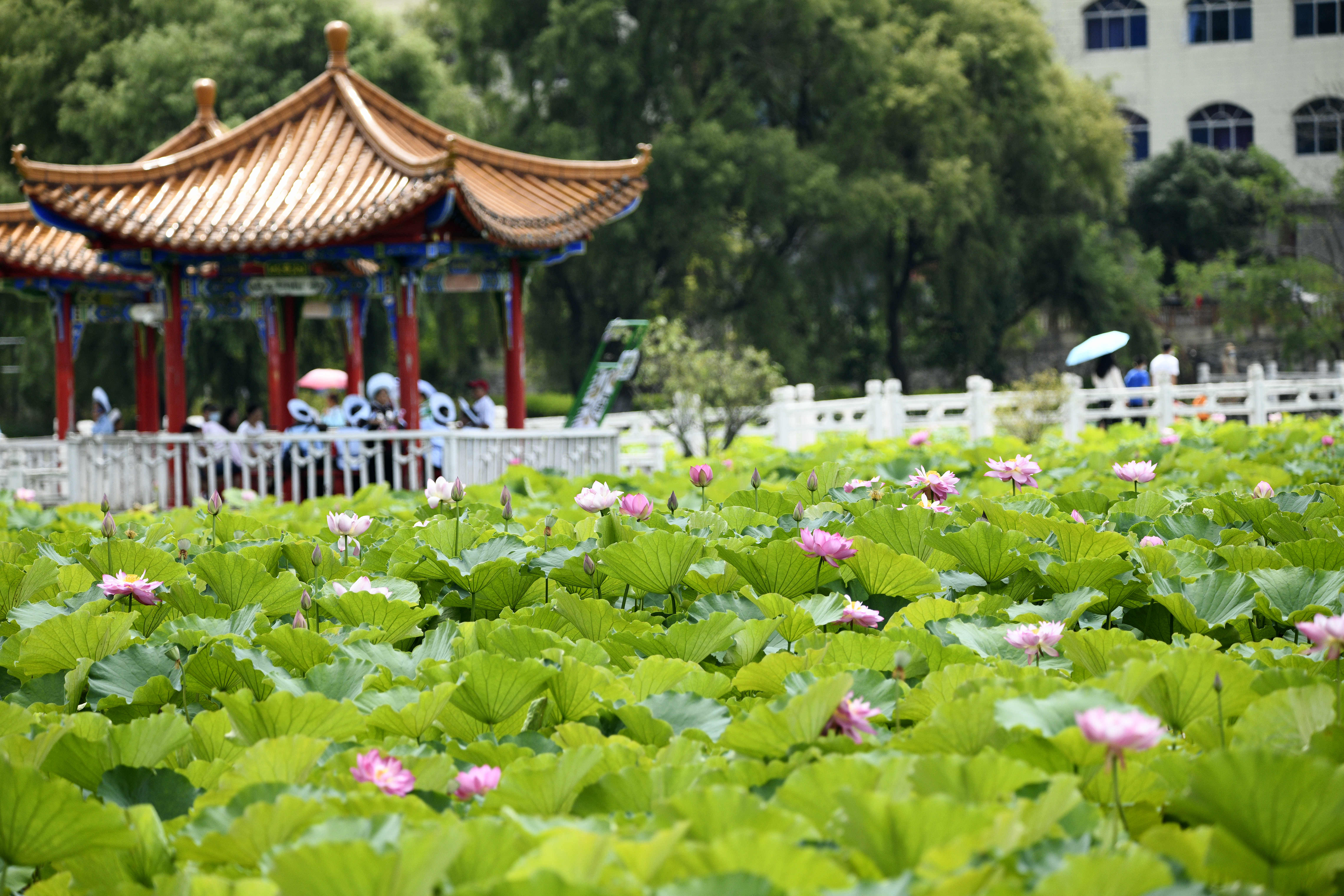 1688719856235707.jpg 508126 On July 30, tourists watched lotus flowers in Shili Hetang, Anlong County, Qianxinan Buyei and Miao Autonomous Prefecture, Guizhou Province JPG